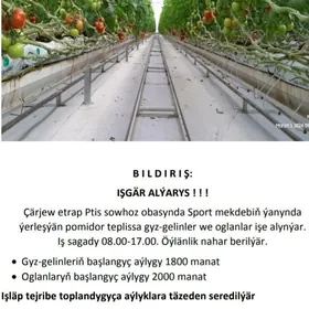 Teplissa gyz gelin gerek