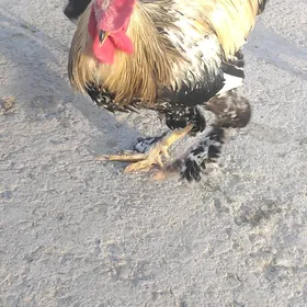 Paroda Horaz