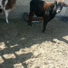 gole okuzce
