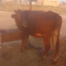 2 yasan tuwe bakylan 150 kile