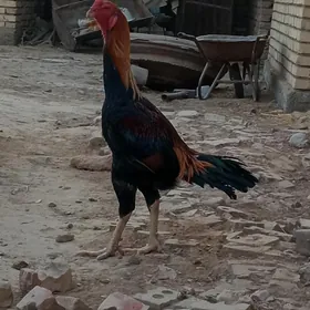 horoz