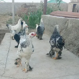 Horozlar