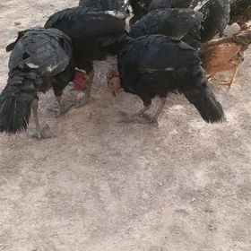 Индук