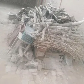 Odun