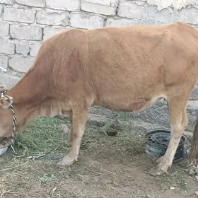 sygyr