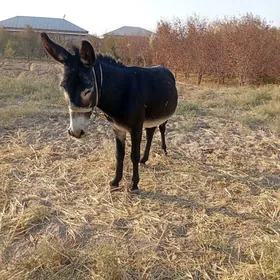 Eşäk