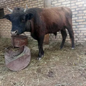 Okuzce