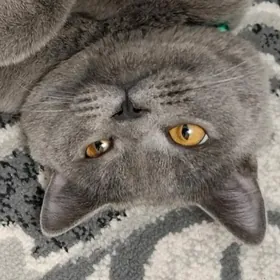 Шотлантский кот