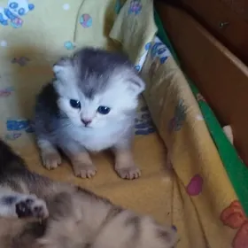 котята