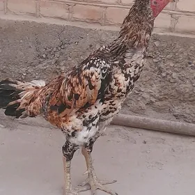 baýsow horaz