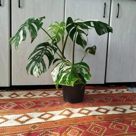 Монстера Альба