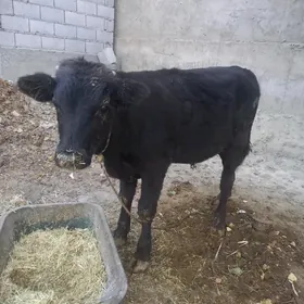 öküz