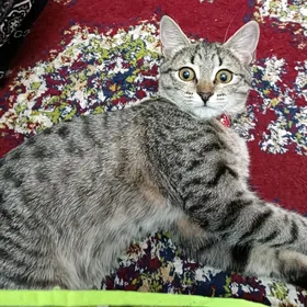 котенок