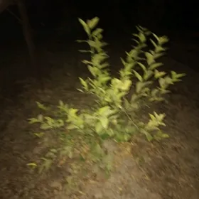 Limon