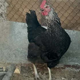 Gigant towugy