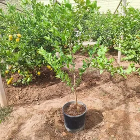 Osumlikler limon