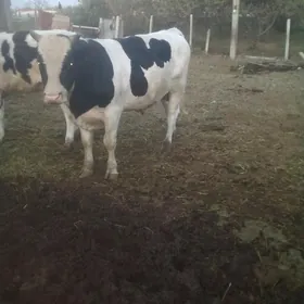 ÖKÜZ
