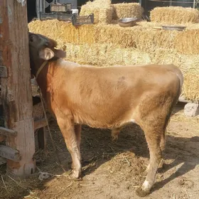 Ökuz