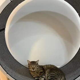 Беговая для кошек