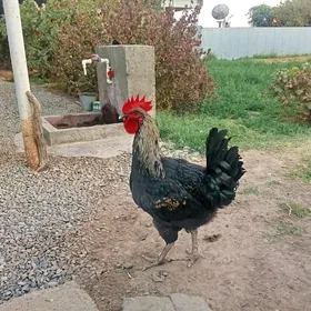 Gigant horazlar