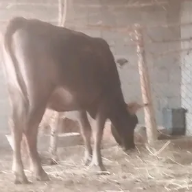 2 sany sygyr