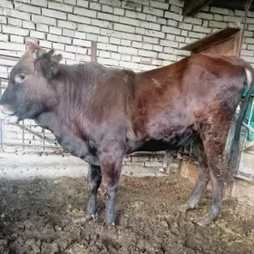 bakylan öküz