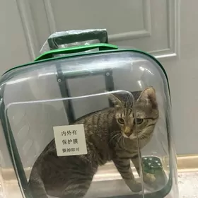 Чемодан для прогулки