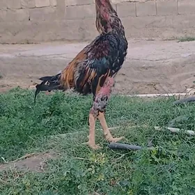 Horaz