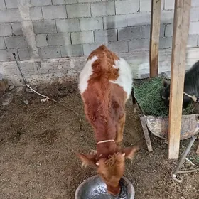 Ökűz