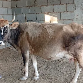 Göleli sygyrlar