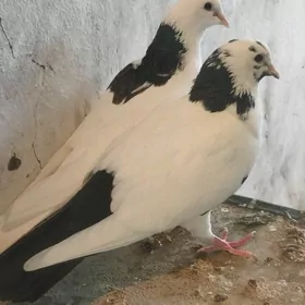 Kepderi