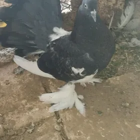 Kepderi