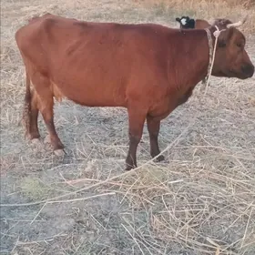 sygyr okiz