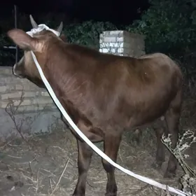 Öküz