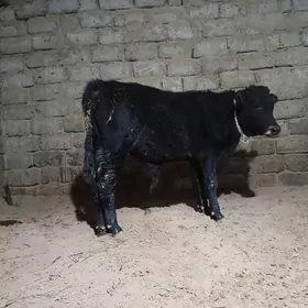 öküz