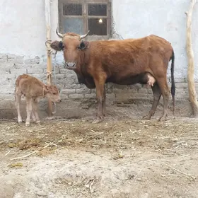 GÖLELI SYGYR PARODA MAL