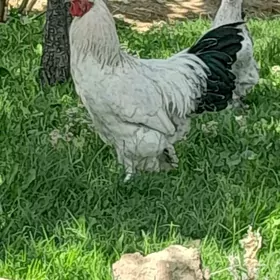 horazlar