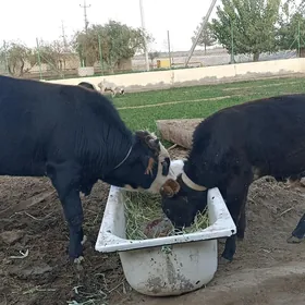2 sany okùz