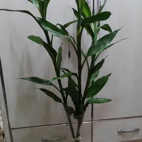 Bambuk korolewskiý Бамбук