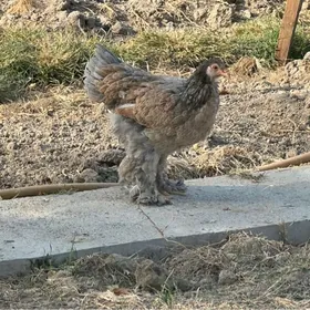 brama