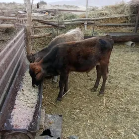 Öküz
