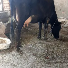 Göleli sygyr