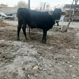 siwes tohum oküz