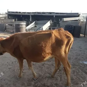 Gysyr sygyr