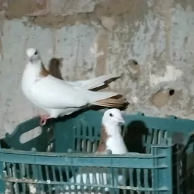 kepderi