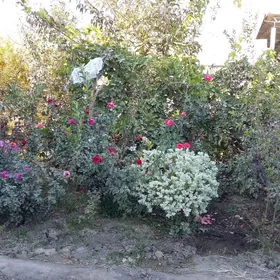 рассада роз и шиповника юж