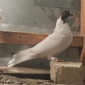 KEPDERI..
