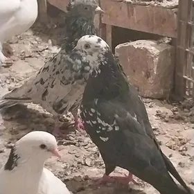 KEPDERI..