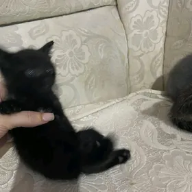 котёнок