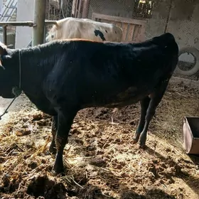 окуз баклык